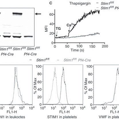 Specific Deletion Of Stromal Interaction Molecule 1 STIM1 In