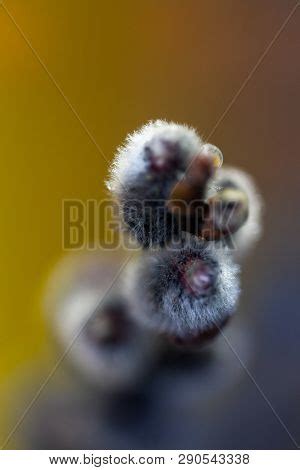 Pussy Willow Twigs Image Photo Free Trial Bigstock