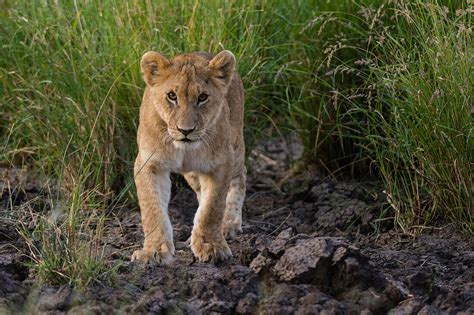 Portrait Of A Lion Cub Panthera Leo At License Image