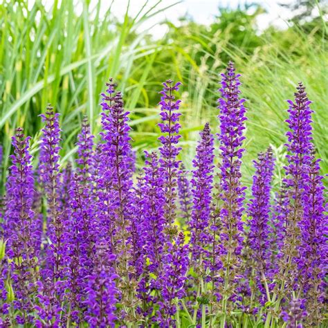 Sage Seeds Meadow Sage Flower Seeds Eden Brothers