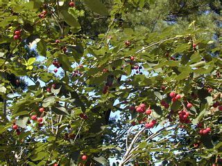 Edible: Juneberries [Amelanchier species]