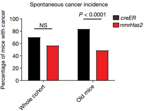 Transferring Longevity Adaptations Across Species Gene From Naked Mole Rat Extends Mouse Lifespan