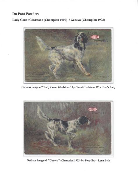 English Setters in America