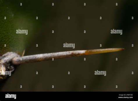Painful Big Cactus Needle Macro Photography Stock Photo Alamy