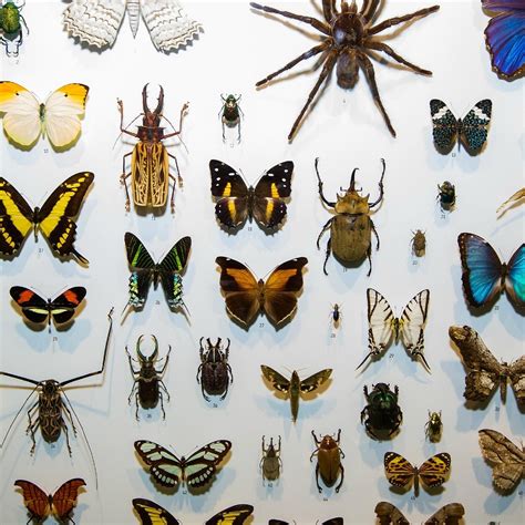 Montreal Insectarium