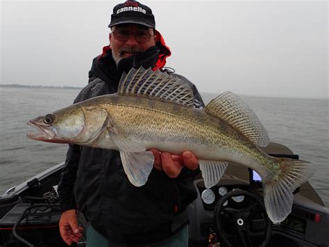 Pêche Du Sandre Silure Et Black Bass Pendant La Fermeture Du Brochet