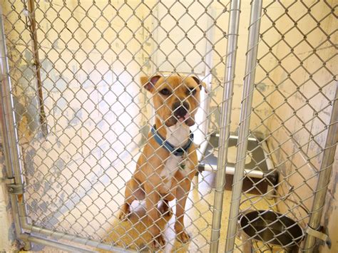 Animal shelter dogs and cats adoption rates hit a new high 1