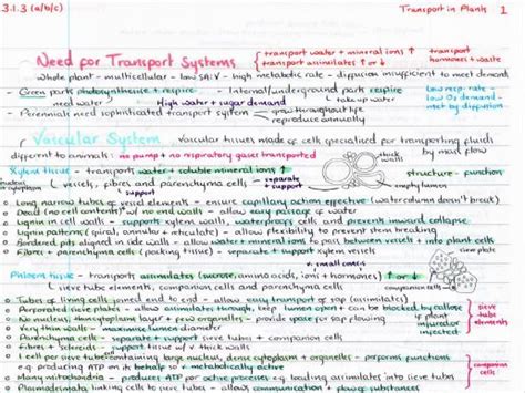 Ocr A Level Biology Transport In Plants Revision Poster Teaching