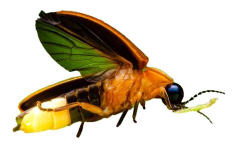 firefly png transparent images png