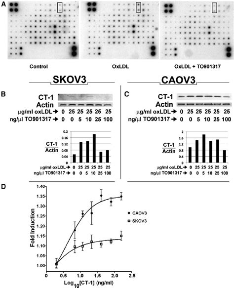 Cardiotropin 1 Secretion Was Increased By Oxldl And Reversed By Lxr