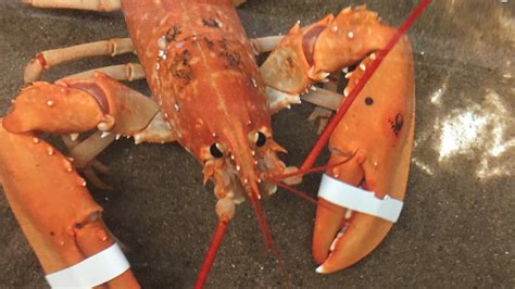 rare orange lobster caught  welsh coast itv news wales