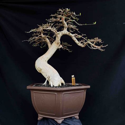 Jual Bonsai Tanaman Hias Pohon Serut Siap Pajang Kontes Berkarakter