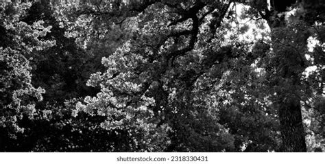 1 Hundred Post Oak Tree Texas Royalty Free Images Stock Photos