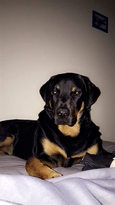 Rottweiler Doberman Mix King Appa ️ Poulailler