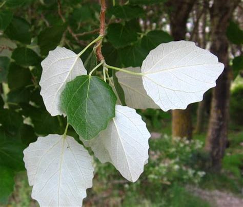 Vizcayado Populus Alba Bolleana