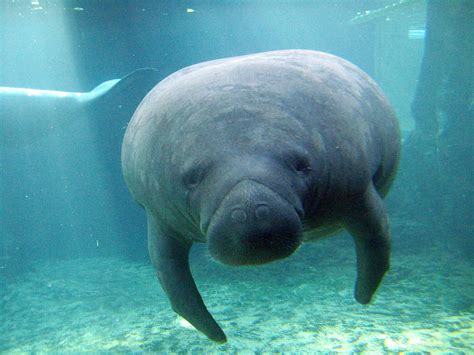 Manatee Wallpapers - Wallpaper Cave
