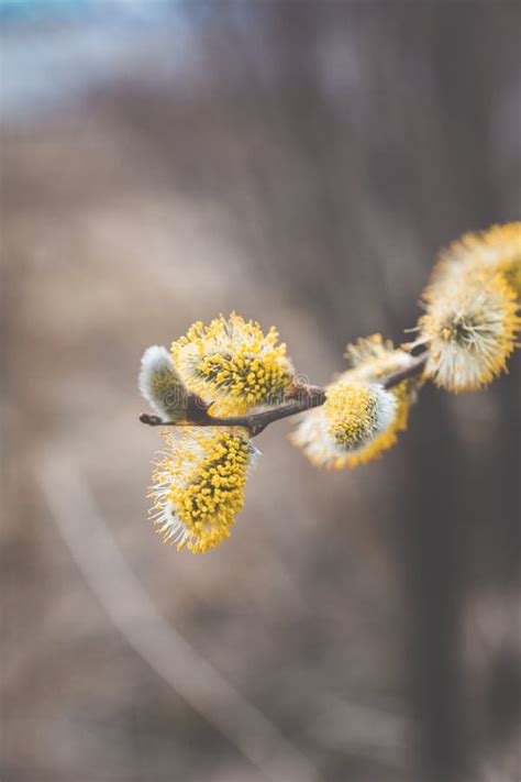 Blooming Willow Branch Beautiful Pussy Willow Flowers Stock Image Image Of Season Outdoor