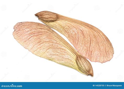 Maple Tree Seeds Royalty Free Stock Photo - Image: 14528755