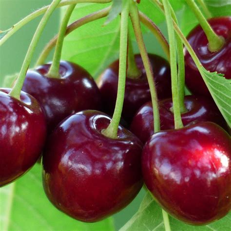 Beginners Guide To Cherry Trees Grow Cherry Trees From Seed Haxnicks