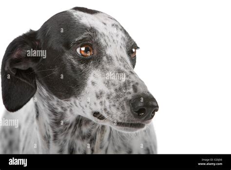 White Dog With Black Spots