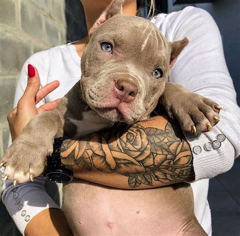 Фото питбуля (116 фотографий)