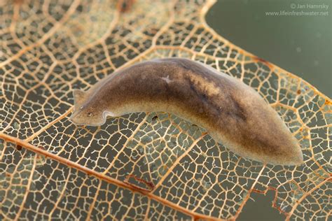 Flatworms - LIFE IN FRESHWATER