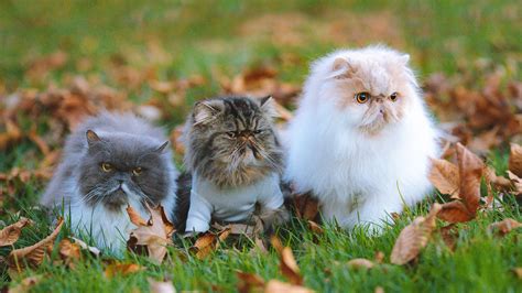 Top 10 Most Popular Cat Breeds
