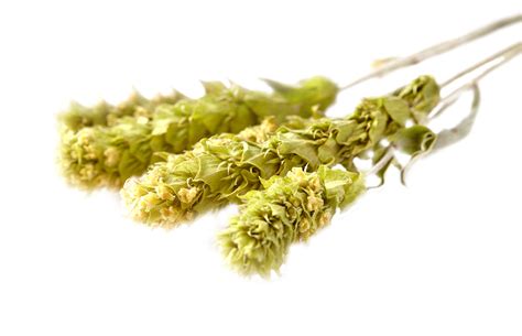 Sideritis Scardica – Etherea