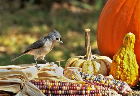 tufted titmouse  indian corn  stock photo public domain pictures