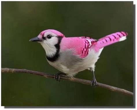 32 Best Pink Birds Images On Pinterest Beautiful Birds Fluffy Pets