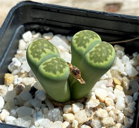 SHPR12072 Lithops julii v fulleri Fullergreen Кактус онлайн