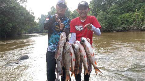 Panen Babon Hampala Dibawah Pohon Tumbang Strike Bertubi Tubi Youtube