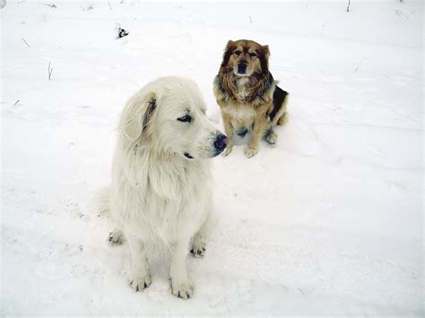 Northern Reality Check Wolves Kill Dogs Northern Wilds Magazine