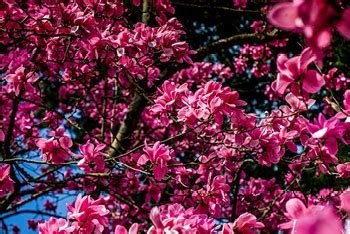 Discover spring at Westonbirt Arboretum: Guided walks, family fun and a ...