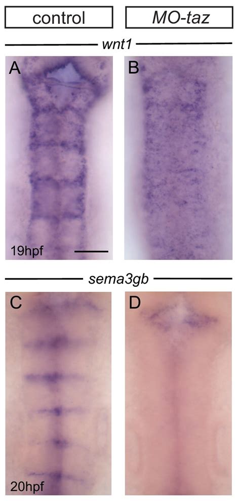 Figures and data in Actomyosin regulation by Eph receptor signaling ...