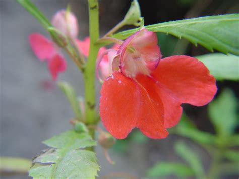 ホウセンカの花と花粉管 | にしきの理科準備室