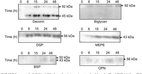 Figure From The Effect Of Stromelysin Mmp On Non Collagenous