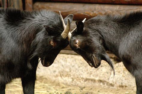 Koza domácí – kamerunská – Zoo Hodonín