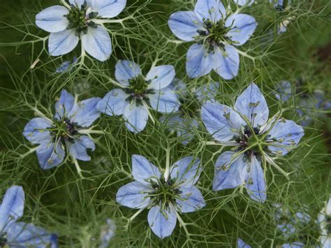 Nigella sativa (Black Cumin) - World of Flowering Plants