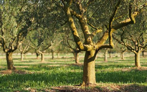 Comment Planter Un Olivier Dans Un Sol Argileux Les Tapes Suivre