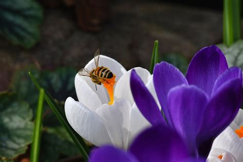 Crocus Bee Spring Free Photo On Pixabay Pixabay