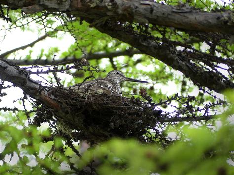 Spotted Greenshank: on the upturn - BirdLife International