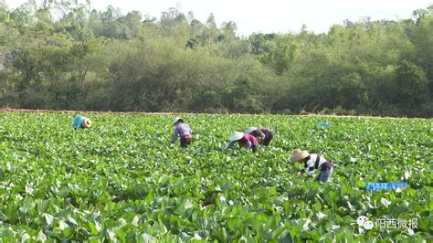 阳西：立足富硒土地资源优势，雄心谋划新“硒”望产业 阳西县人民政府网站