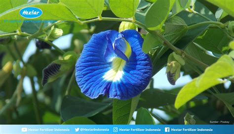 beragam manfaat  khasiat bunga telang dgw fertilizer