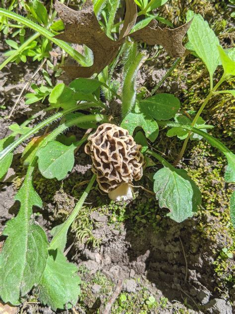 Morel Mushrooms Minnesota at Kimberly Clifton blog