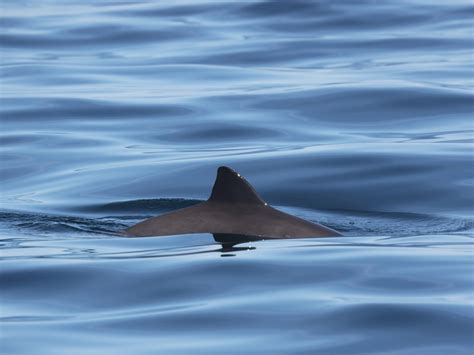 Dolphin Head Designation Announced Sussex Wildlife Trust