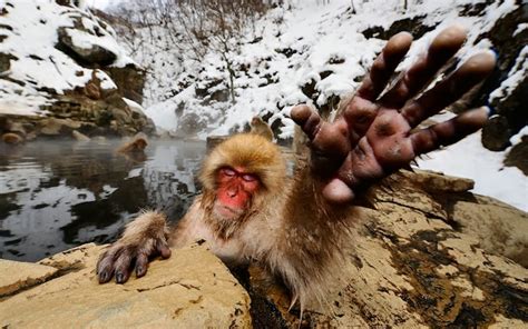 Pictures Of Snow Monkeys Bathing In A Hot Spring Because Why Not Snow Addiction News About