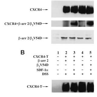 Expression Of CXCR4 And CXCR T In HEK 293 Cells A Flow Cytometric