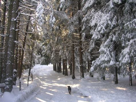 Planina Zlatar WestSerbia Org