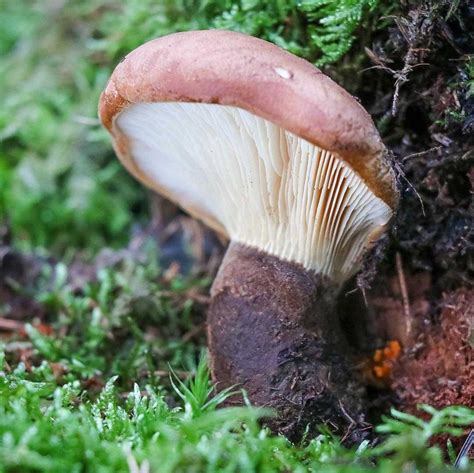 Свинушки - фото и картинки: 65 штук